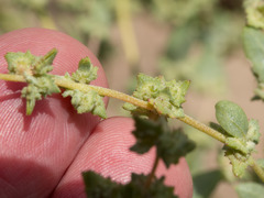 Atriplex argentea