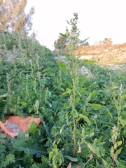Chenopodium ficifolium