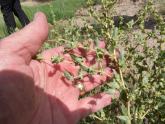 Atriplex argentea