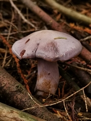 Thaxterogaster purpurascens