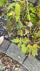 Acer negundo