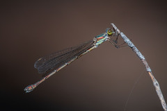 Chalcolestes parvidens