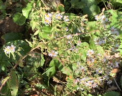 Symphyotrichum puniceum