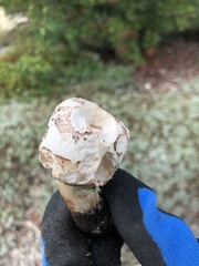 Agaricus deserticola