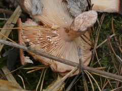 Lactarius rufus