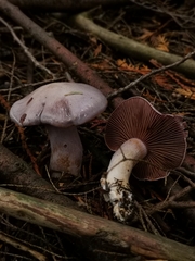 Thaxterogaster purpurascens