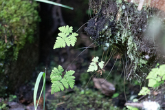 Gymnocarpium dryopteris