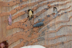 Uleiota planata