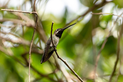 Heliomaster longirostris