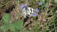 Melanargia lachesis