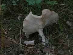 Clitocybe nebularis