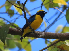 Euphonia luteicapilla