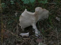 Clitocybe nebularis