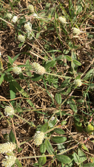 Gomphrena serrata