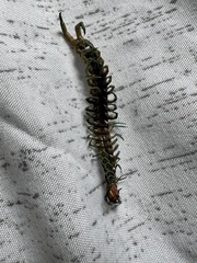 Scolopendra polymorpha
