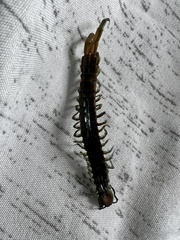 Scolopendra polymorpha
