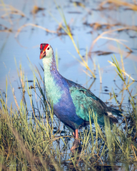 Porphyrio poliocephalus