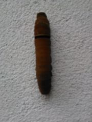 Papilio multicaudata