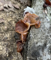 Auricularia auricula-judae