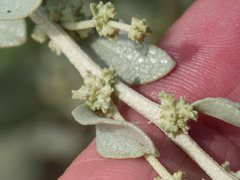 Atriplex obovata