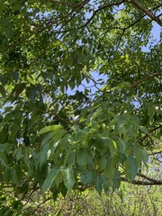 Handroanthus heptaphyllus