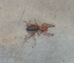 Gluvia dorsalis
