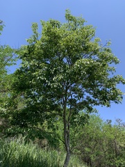 Handroanthus heptaphyllus