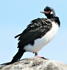 Leucocarbo magellanicus