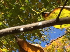 Grylloprociphilus imbricator