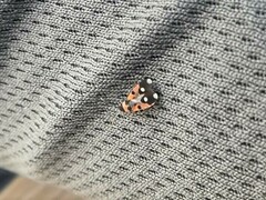 Horvathiolus superbus