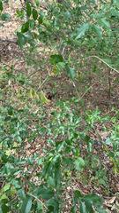 Ligustrum quihoui