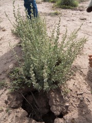 Atriplex obovata