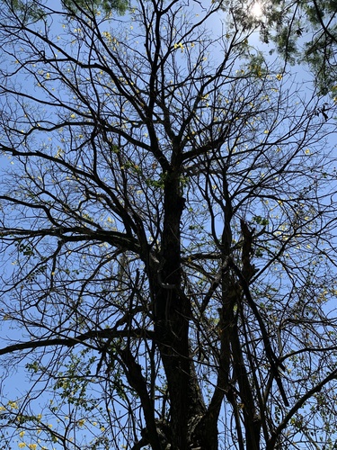 Handroanthus umbellatus (Sond.) Mattos 3