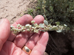 Atriplex obovata