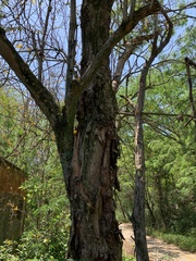 Handroanthus umbellatus