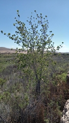 Populus