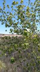 Populus