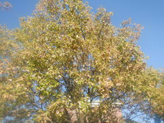 Quercus ellipsoidalis