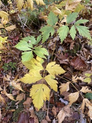 Xanthorhiza simplicissima