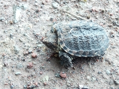 Chelydra acutirostris