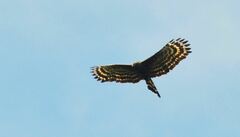 Spizaetus tyrannus