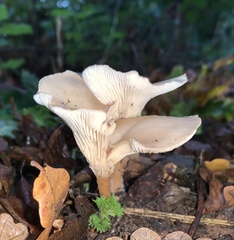 Clitocybe phyllophila