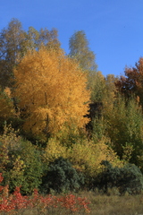 Populus tremula