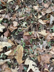 Trachelospermum asiaticum