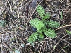 Achillea millefolium