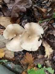 Clitocybe phyllophila