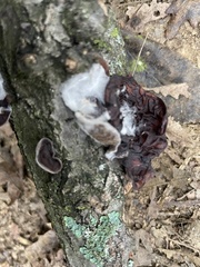 Auricularia auricula-judae