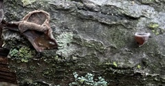 Auricularia auricula-judae