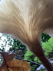 Clitocybe phyllophila