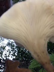 Clitocybe phyllophila